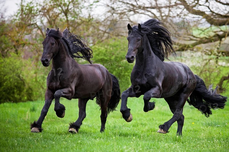 Friesian or Frisian horses