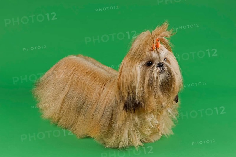 Shih Tzu female