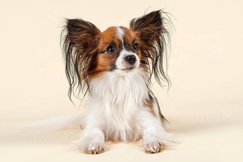 Papillon dog