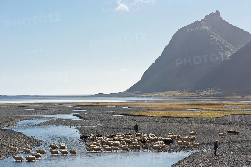 Sheep are rounded up on foot