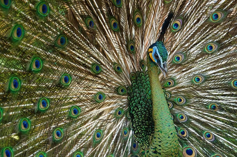 Java Peafowl or Green Peafowl (Pavo muticus)