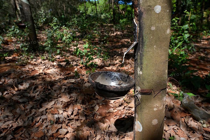 Rubber production on a rubber tree plantation