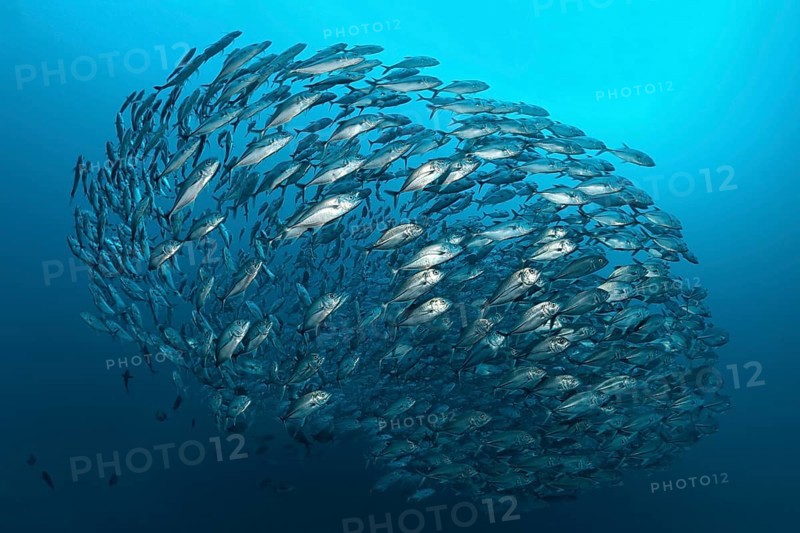 Swarm Bigeye trevallies (Caranx sexfasciatus)