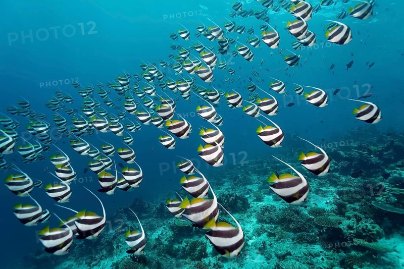School of Schooling Bannerfish (Heniochus diphreutes) over a coral reef