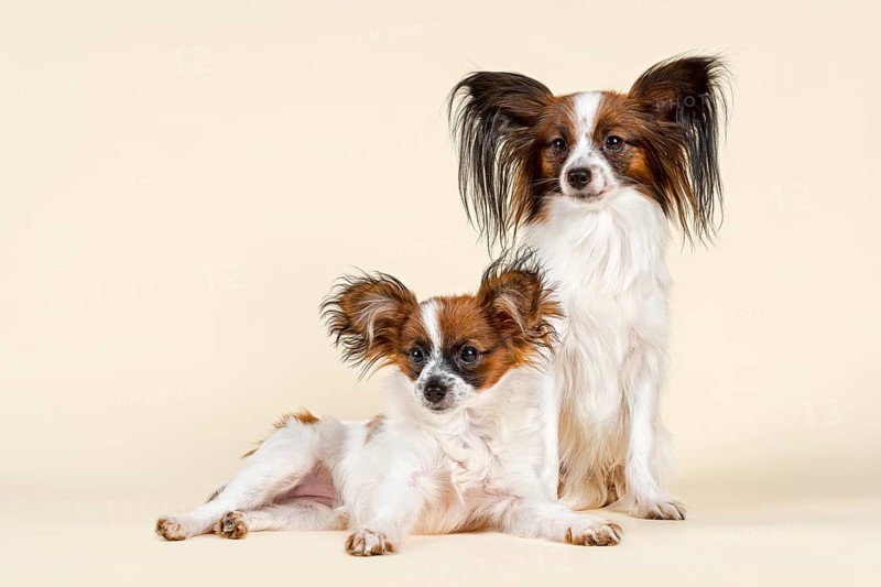 Two Papillons