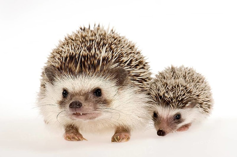 Four-toed Hedgehog or African Pygmy Hedgehog (Atelerix albiventris)