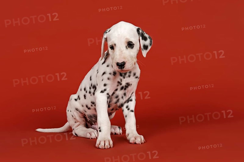 Dalmatian