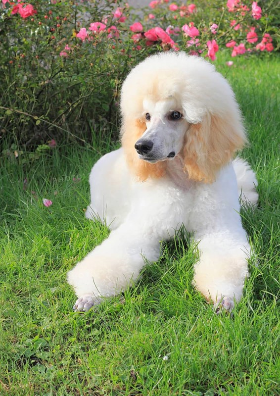 Poodle
