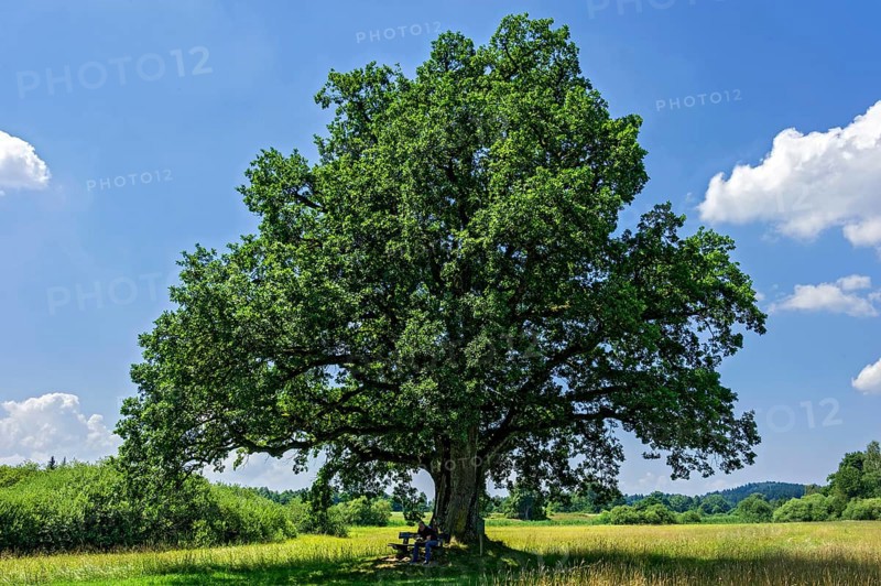 Oak (Quercus)