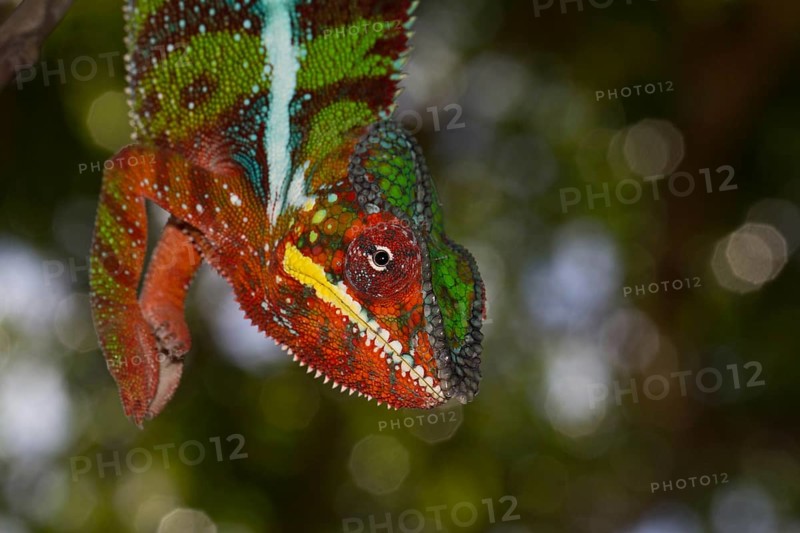Panther Chameleon (Furcifer pardalis)