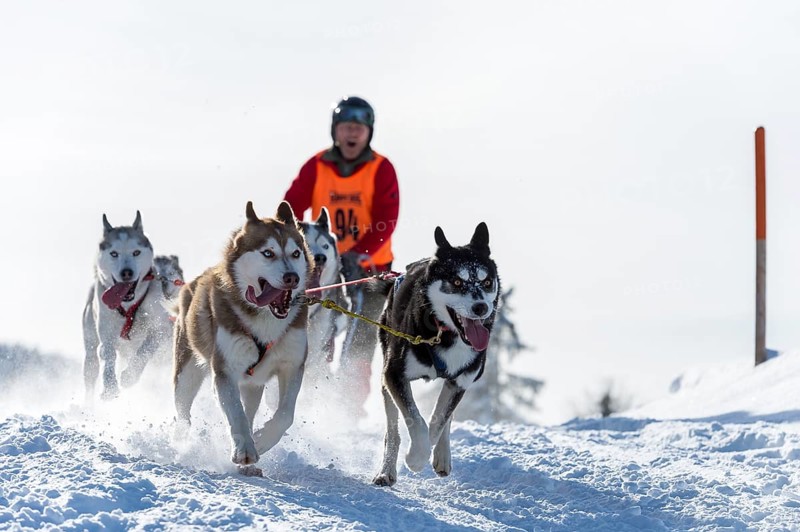 Sled dog racing