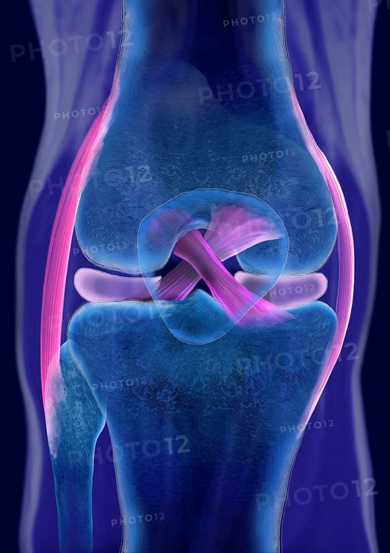 The cruciate ligament of a healthy knee