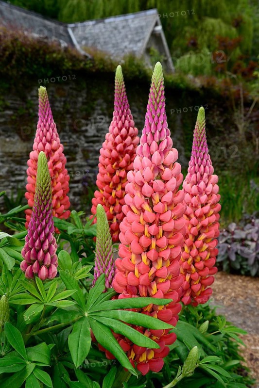 Garden bed with lupines (Lupinus) in a cottage garden
