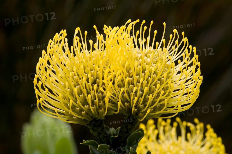 Pincushion Protea (Leucospermum spec.)