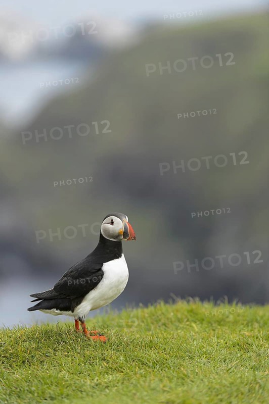 Atlantic Puffin (Fratercula arctica) adult