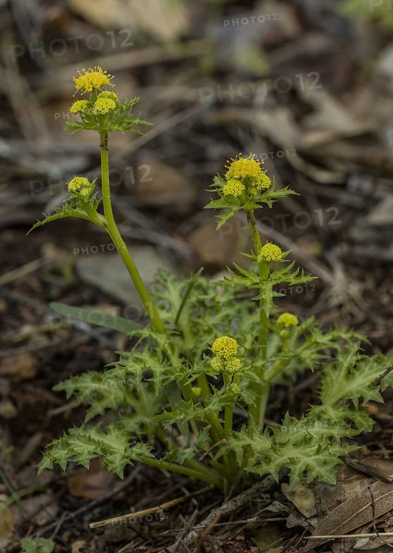Laceleaf sanicle (Sanicula laciniata)