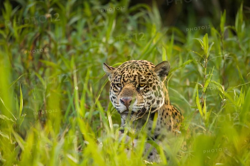 Jaguar (Panthera onca)