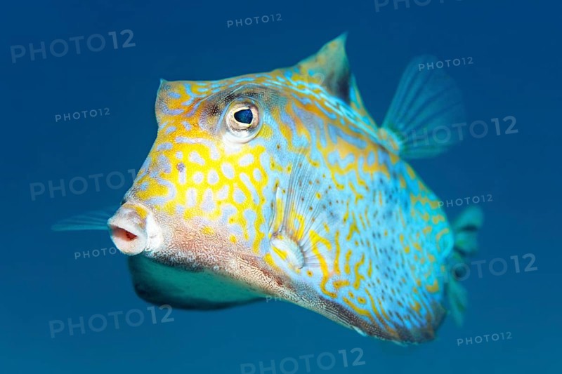 Humpback turretfish (Tetrosomus gibbosus)