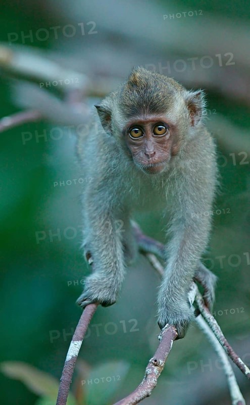 Crab-eating Macaque (Macaca fascicularis)