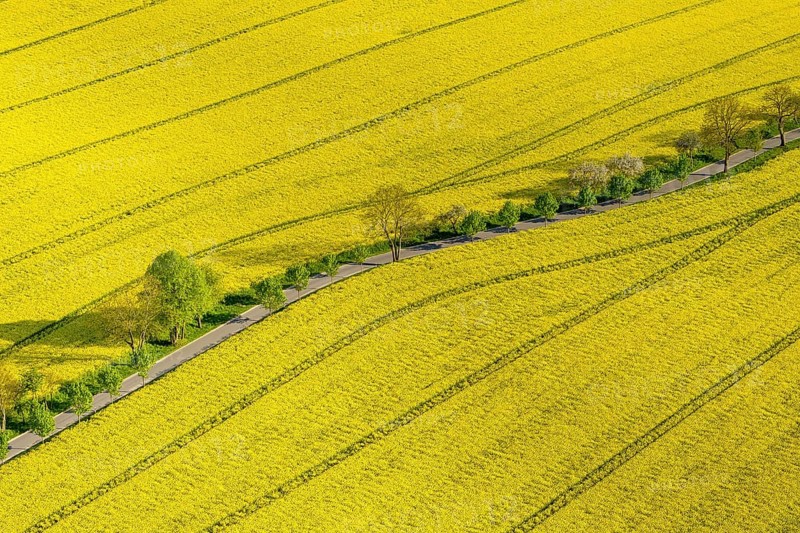 Blooming rapeseed fields avenue