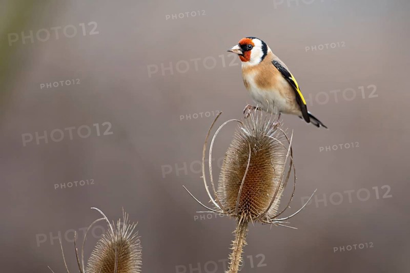 Goldfinch (Carduelis carduelis)