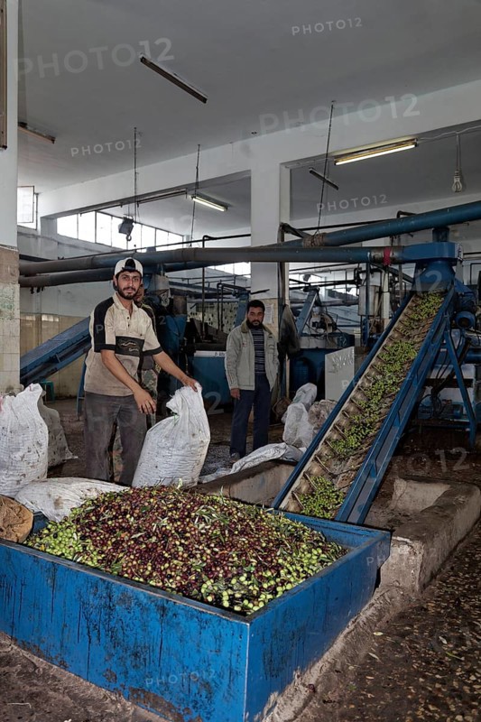 Man emptying bags of olives into containers