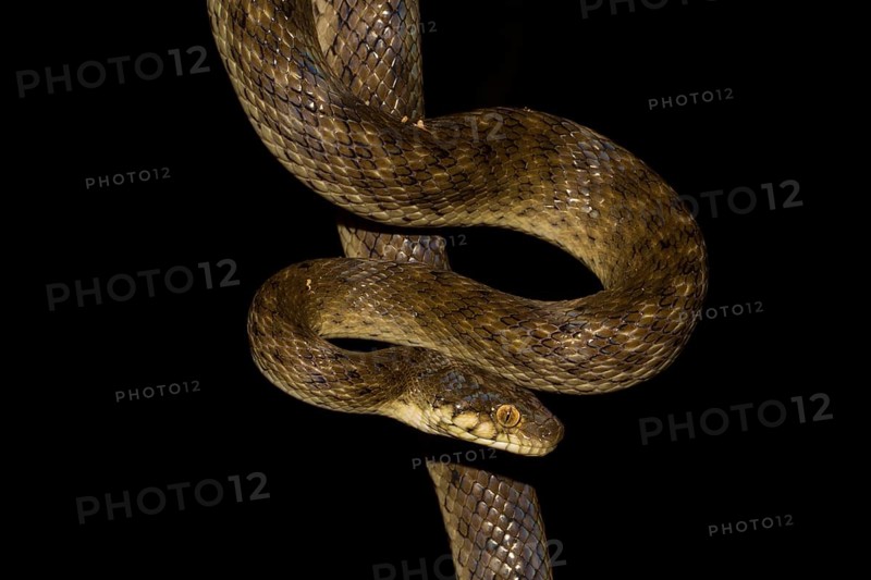Malagasy cat-eyed snake (Madagascarophis colubrinus)