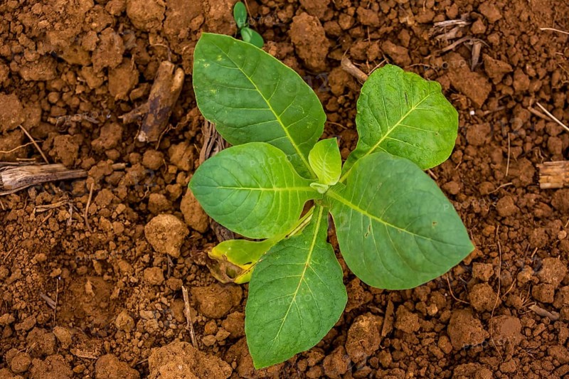Tobacco field