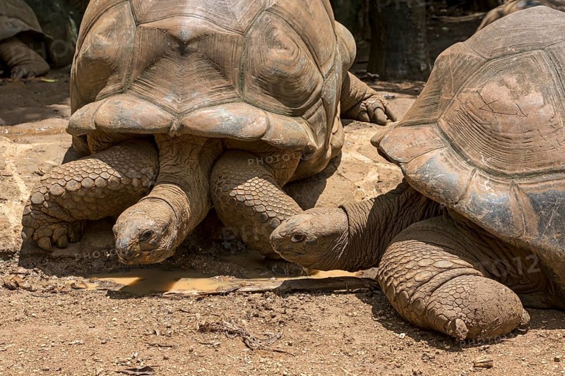 Two Aldabra giant tortoises (Aldabrachelys gigantea)