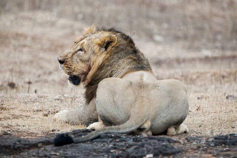 Asiatic lion (Panthera leo persica)