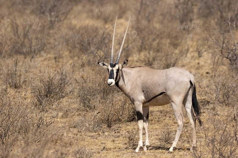 Beisa Oryx (Oryx beisa beisa) adult