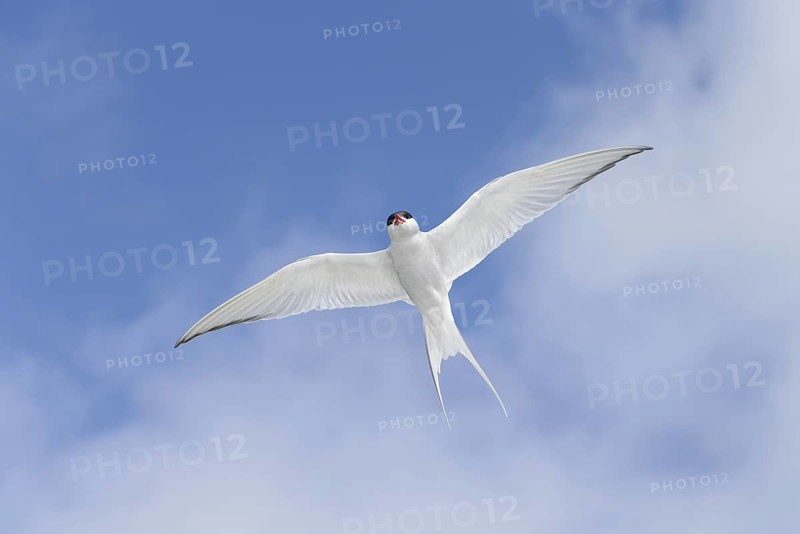 Arctic Tern (Sterna paradisaea) adult