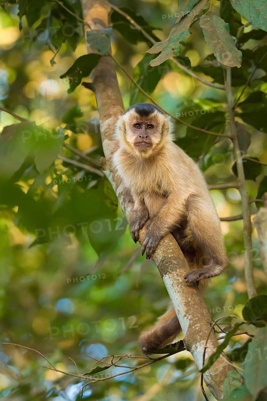 Tufted Capuchin (Cebus apella)