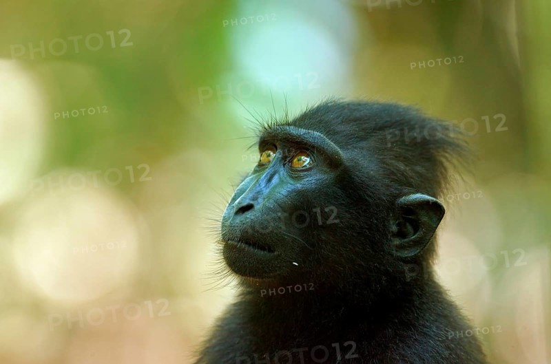 Celebes Crested Macaque (Macaca nigra)