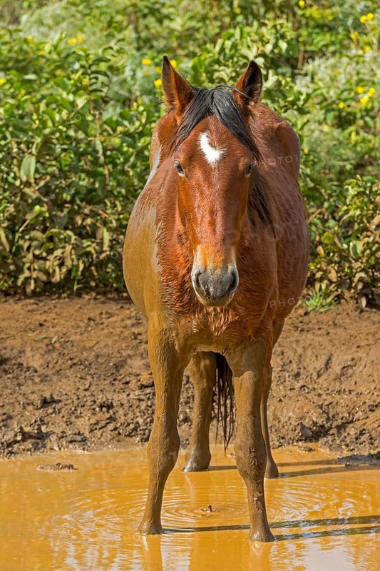 Horse taking a mud bath