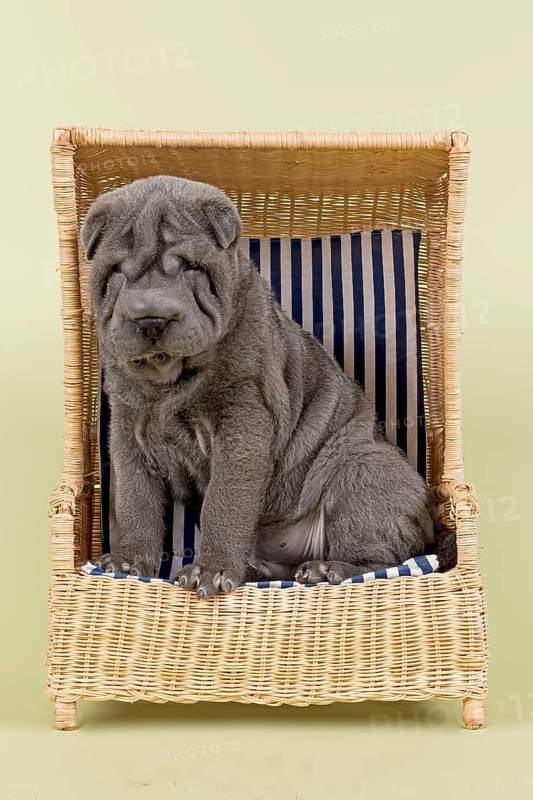 Shar Pei puppy