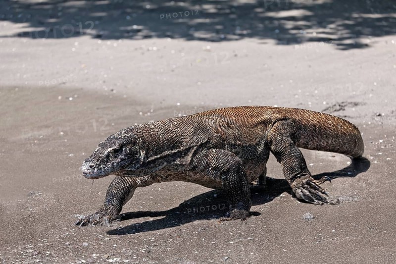 Komodo Dragon (Varanus komodoensis) running on the beach