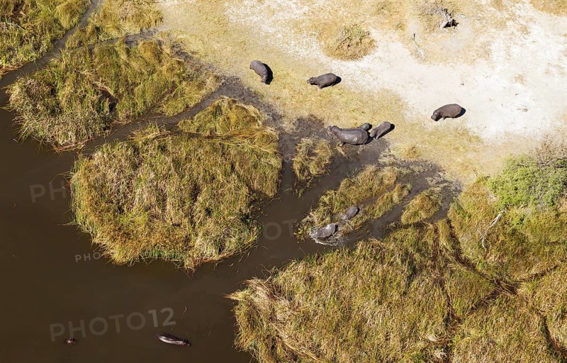 Hippopotamuses (Hippopotamus amphibius)