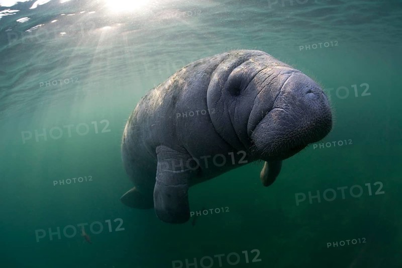 West Indian Manatee (Trichechus manatus)