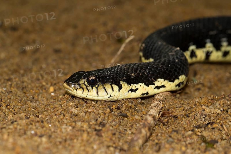 Giant Madagascan Hognose (Leioheterodon madagascariensis)