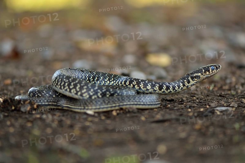Green Whip Snake or Western Whip Snake (Hierophis viridiflavus)