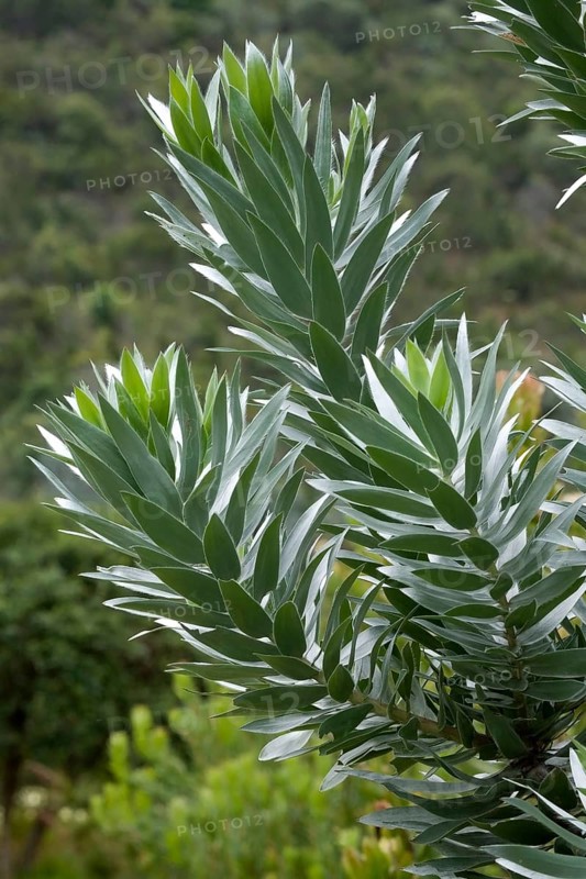 Silver tree (Leucadendrum argenteum)