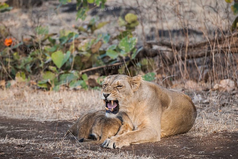 Asiatic lion (Panthera leo persica)