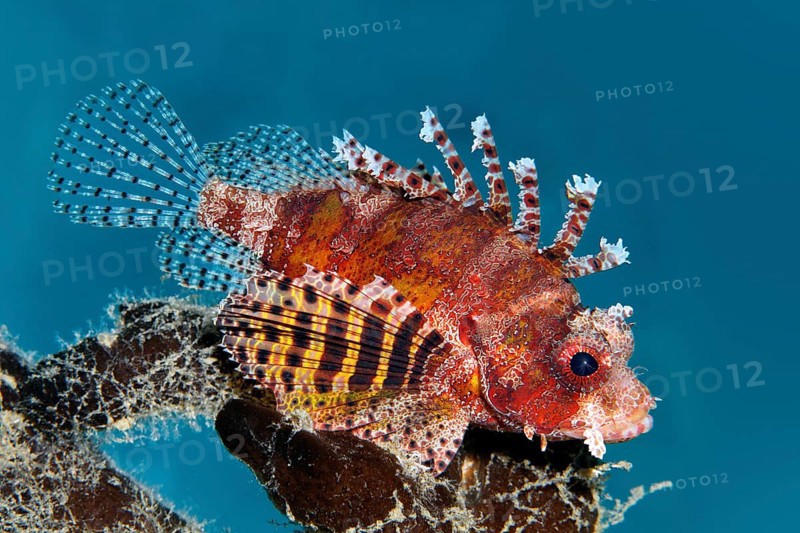 Shortfin turkeyfish (Dendrochirus brachypterus)
