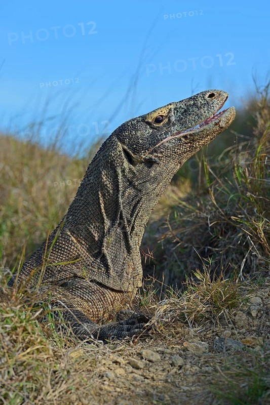 Komodo Dragon (Varanus komodoensis)