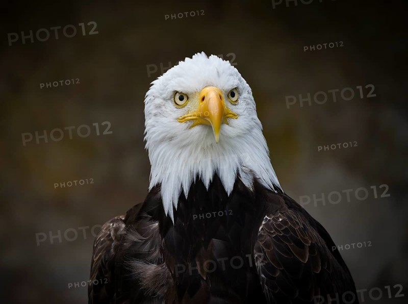Bald Eagle (Haliaeetus leucocephalus)
