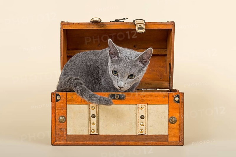 Russian Blue kitten