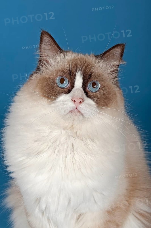 Ragdoll