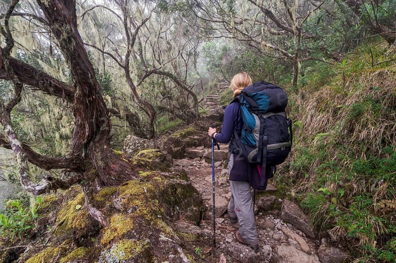 Young woman ascending the Piton des Neiges through the cloud forest