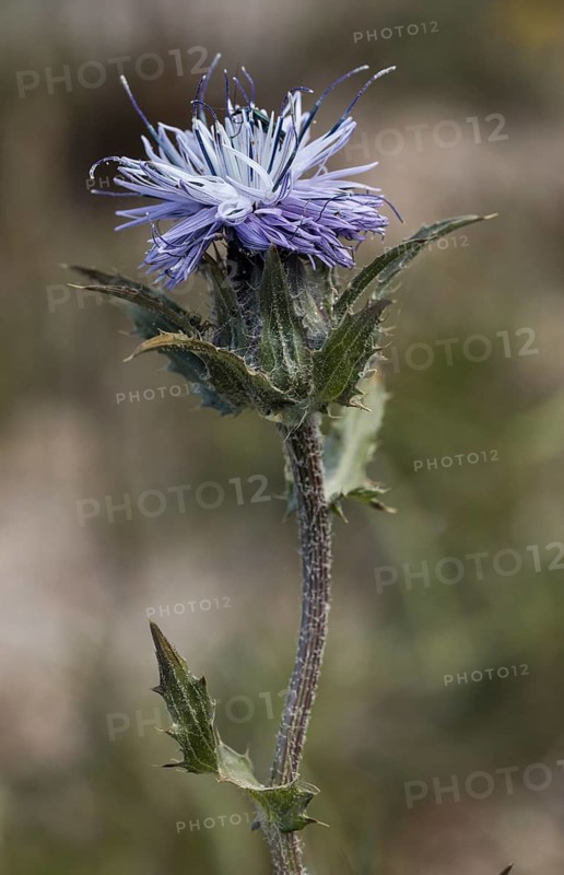 Blue safflower (Carthamus caeruleus)